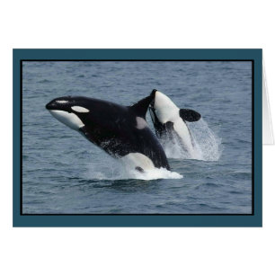 Orca Killer Whales Breach