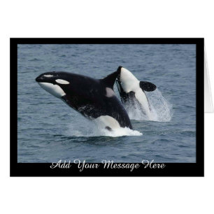 Orca Killer Whales Breach Ajouter Votre Message