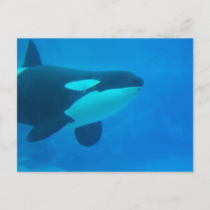 orca killerwalvis onderwaterblauw briefkaart