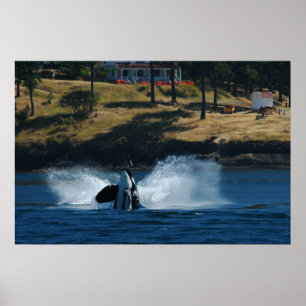 Orca op de eilanden San Juan Poster