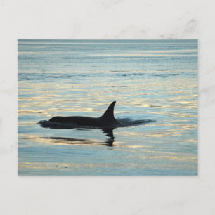 Orca Silhouette Briefkaart