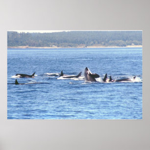 Orca Superpod Framed Print