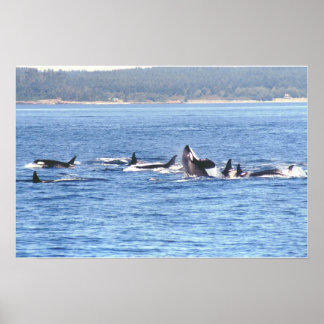 Orca Superpod Framed Print