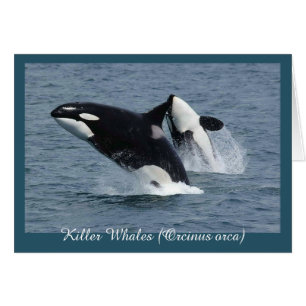 Orca Tueur Baleines Atteinte Personnalisée