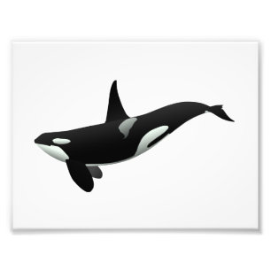Orca-walvisafbeelding - Kies achtergrondkleur Foto Afdruk