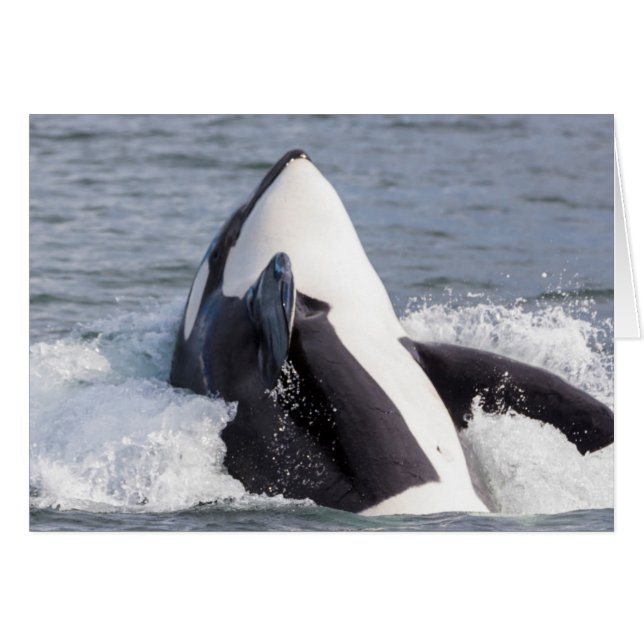 Orca whale breaching (Voorkant Horizontaal)