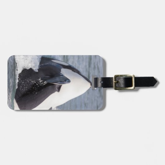 Orca whale breaching bagagelabel (Voorkant horizontaal)