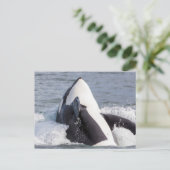 Orca whale breaching briefkaart (Staand voorkant)