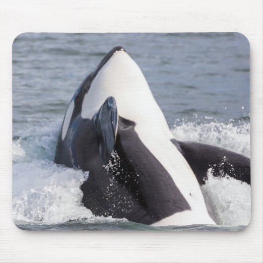Orca whale breaching muismat (Voorkant)