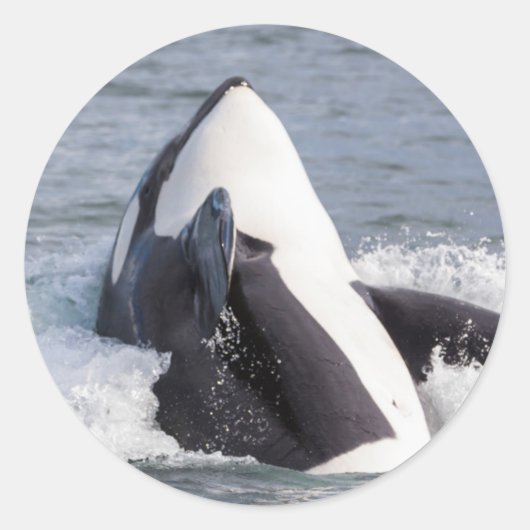 Orca whale breaching ronde sticker (Voorkant)