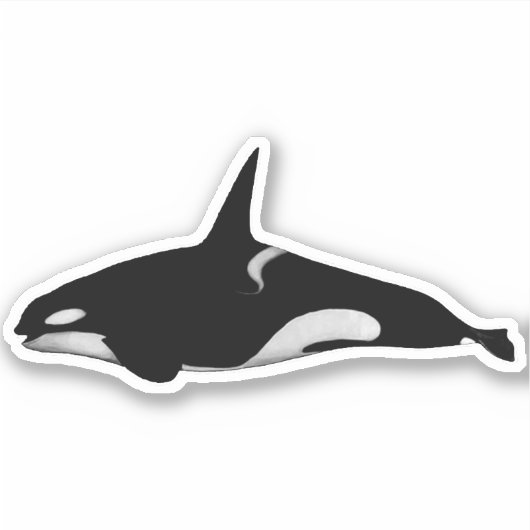 ORCA WHALE STICKER (Voorkant)