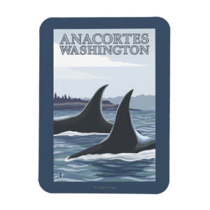 Orca Whales #1 - Anacortes, Washington Magneet