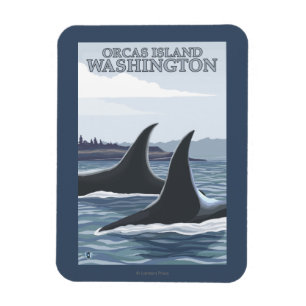 Orca Whales #1 - Orcas Island, Washington Magneet