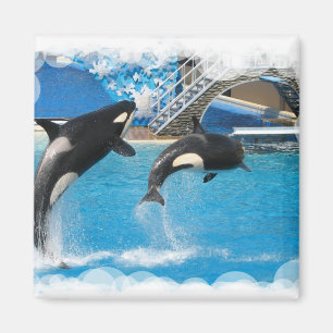 Orca Whales Magnet Magneet