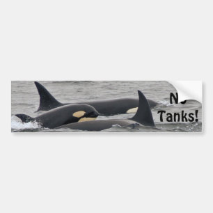 Orcas "No Tanks"-Bumpersticker Bumpersticker