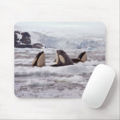 Orcas Spyhopping Mouspad Muismat (Met muis)