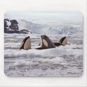 Orcas Spyhopping Mouspad Muismat
