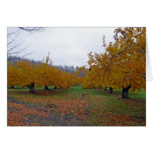 Orchard de pommes coloré
