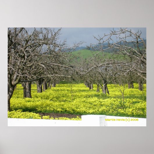 Orchard Mustard Fields Poster (Voorkant)