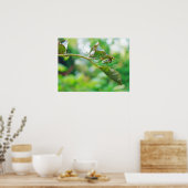 Orchard Orbwever - Leucauge venusta Poster (Keuken)