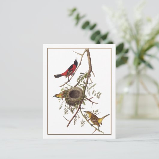 Orchard Oriole Briefkaart (Staand voorkant)