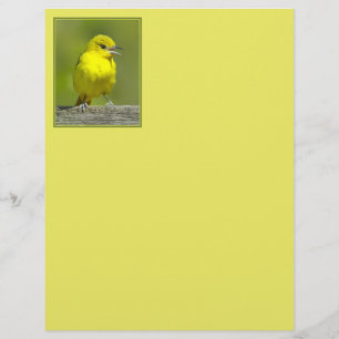 Orchard Oriole - oorspronkelijke foto