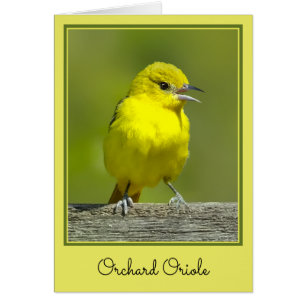 Orchard Oriole - oorspronkelijke foto
