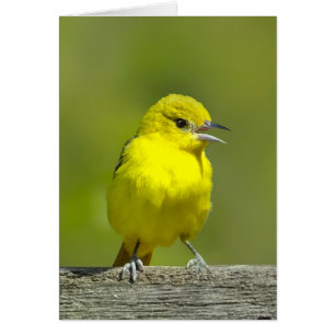 Orchard Oriole - oorspronkelijke foto
