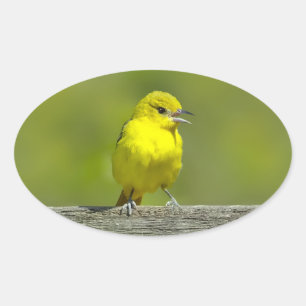Orchard Oriole - oorspronkelijke foto Ovale Sticker