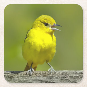 Orchard Oriole - oorspronkelijke foto Vierkante Kartonnen Onderzetter