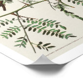 Orchard Oriole par Audubon Poster (Coin)