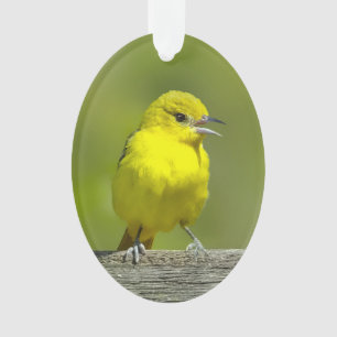 Orchard Oriole - Photo originale