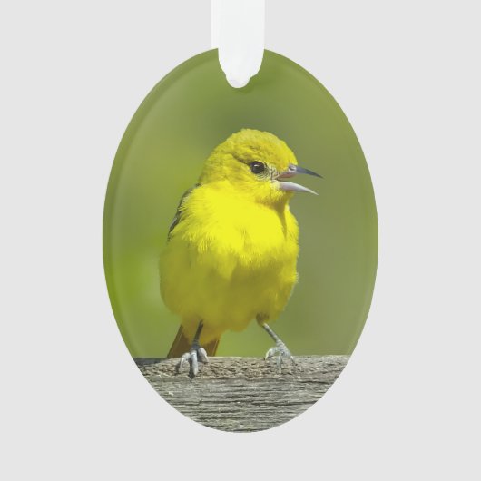 Orchard Oriole - Photo originale (devant)