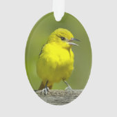 Orchard Oriole - Photo originale (dos)