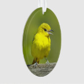 Orchard Oriole - Photo originale (devant)