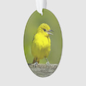 Orchard Oriole - Photo originale (devant)