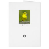 Orchard Oriole - Photo originale (Dos)