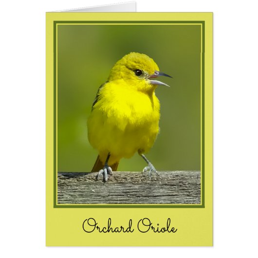 Orchard Oriole - Photo originale (Devant)