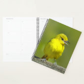 Orchard Oriole - Photo originale (Devant avec enveloppe)
