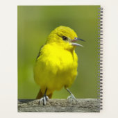 Orchard Oriole - Photo originale (Dos)