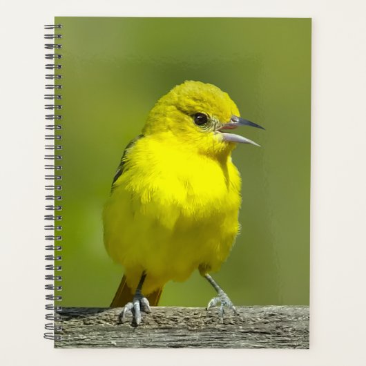 Orchard Oriole - Photo originale (Devant)