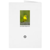 Orchard Oriole - Photo originale (Dos)