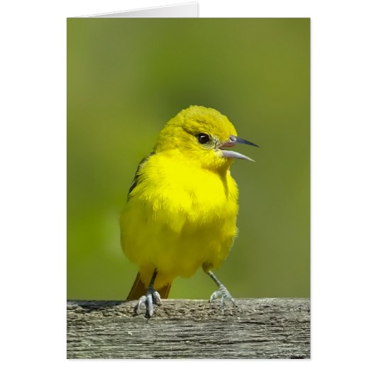Orchard Oriole - Photo originale (Devant)