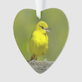 Orchard Oriole - Photo originale (devant)