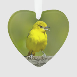 Orchard Oriole - Photo originale