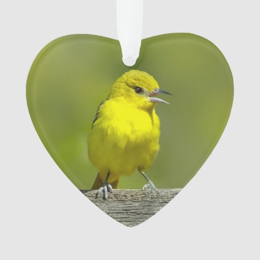Orchard Oriole - Photo originale (devant)