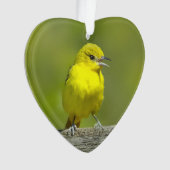 Orchard Oriole - Photo originale (devant)