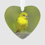 Orchard Oriole - Photo originale (dos)