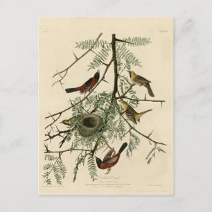 Orchard Oriole uit Audubon's Birds of America Briefkaart