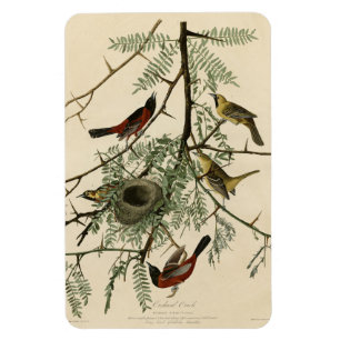 Orchard Oriole uit Audubon's Birds of America Magneet